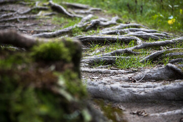 tree roots in the forest