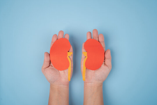 Hand holding a kidney shaped paper on a blue background. World kidney day, national organ donor day, charity donation concept. Medical or eco concept.