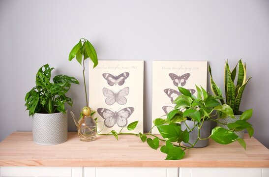 Home garden. Composition of lot of different plants, monstera, avocado, photos and sansevieria with two picture with butterflies on a wooden table