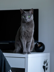 Kot siedzący na biurku. Kot Rosyjski Niebieski siedzący na biurku. - obrazy, fototapety, plakaty