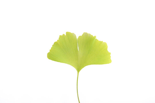 Ginkgo biloba leaf isolated on a white background