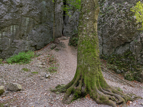 Alleinstehender Baum vor einer engen Felsschlucht