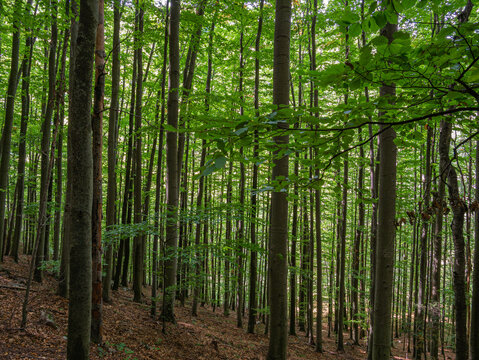 Wanderweg in einem dicht bewachsenen Laubwald