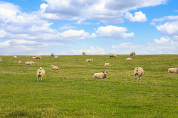 Fototapeta premium A sheep herd on the dyke in Büsum, North sea - Germany