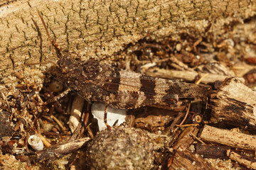 Closeup on the blue-winged grasshopper,  Oedipoda caerulescens, in the dunes at the coast