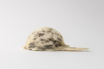 Chinese Edible Bird Nest isolated white background