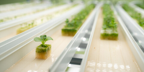 professional agriculture scientist working to research on a organic vegetable plant in laboratory greenhouse , development of smart technology for hydroponic growth farming indoor vertical farm