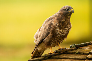 Buse Variable