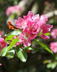 Pink Сherry flowers closeup. Beautiful branches of Cherry blossoms in the spring garden. Nature floral pattern texture.