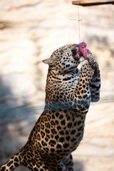 Beautiful adult leopard sitting near water lake in open and dense forest looking away during daytime under sunlight