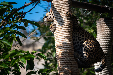 Fototapeta premium Beautiful adult leopard sitting near water lake in open and dense forest looking away during daytime under sunlight