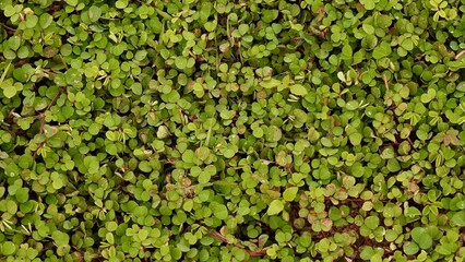 Top view green grass with leaf textured background.