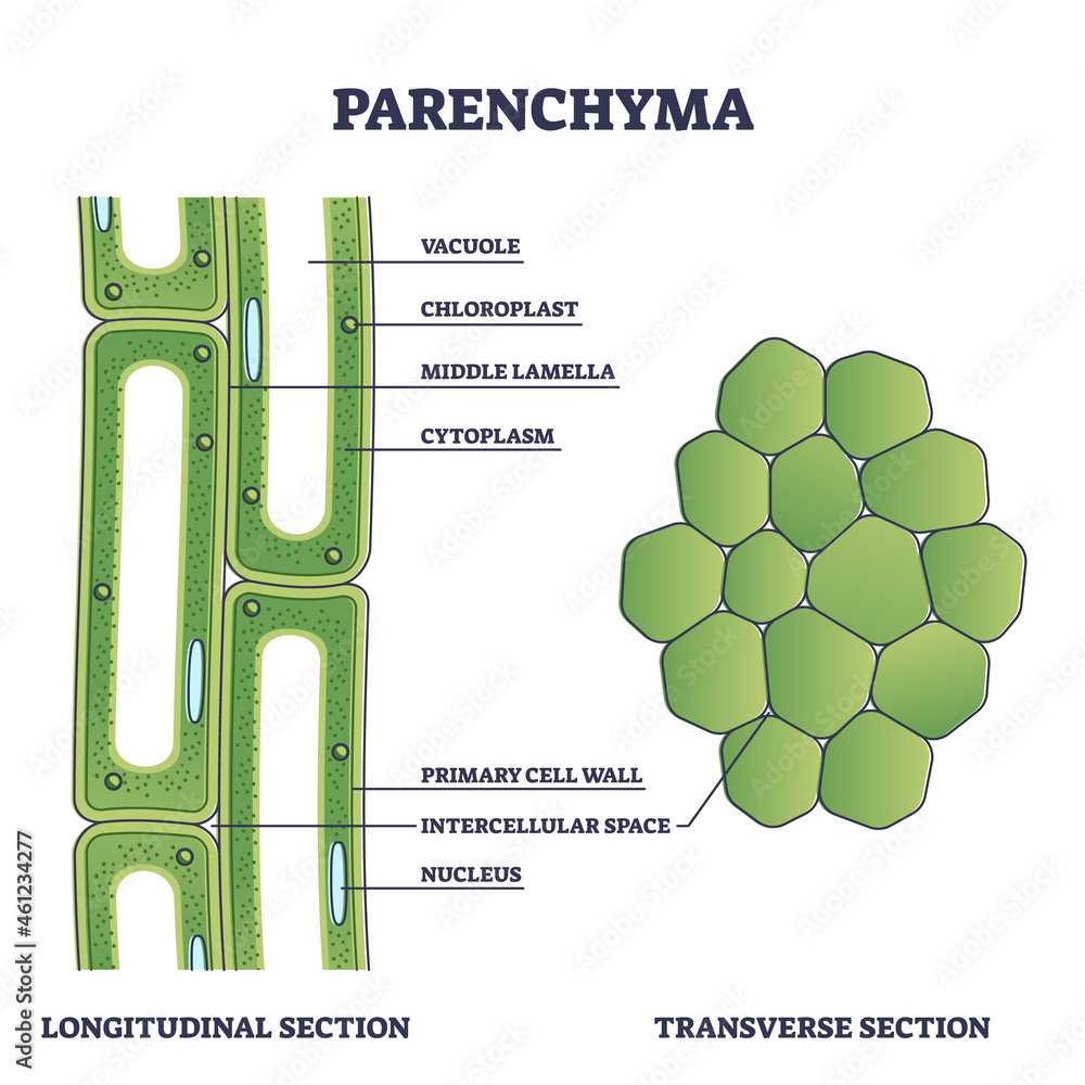 Poster parenchyma as ground filler tissue for plant stem and roots outline diagram. labeled educational mic