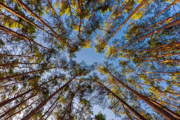 Looking up at trunk of big pine tree amidst forest in beautiful sunlight with detail of bark