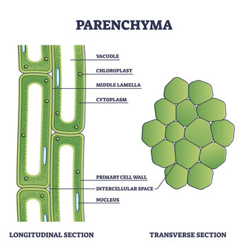Parenchyma as ground filler tissue for plant stem and roots outline diagram. Labeled educational microscopic explanation with structure from longitudinal and transverse section vector illustration.