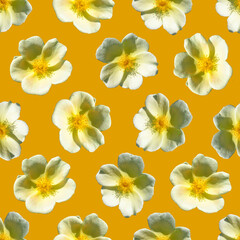 Fototapeta na wymiar Yellow flowers seamless pattern. Beautiful yellow flowers red flowers. 