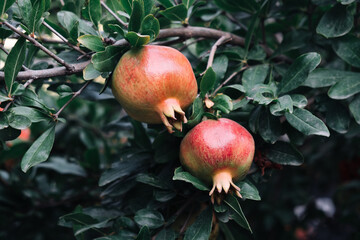 Two fresh pomegranate fruits hang on a branch with moldings in the garden.