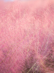 Muhlenbergia capillaris 