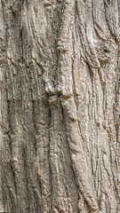 Gasoline trunk texture 1 for background, wallpaper, material for texture 3D