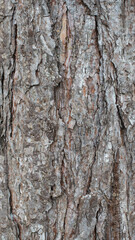 Gasoline trunk texture 2 for background, wallpaper, material for texture 3D