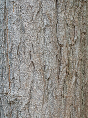 Gasoline trunk texture 4 for background, wallpaper, material for texture 3D