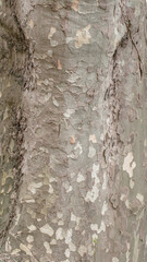 Plane tree trunk texture 2 for background, wallpaper, material for texture 3D