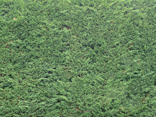 Spruce hedge texture for background, wallpaper, material for texture 3D