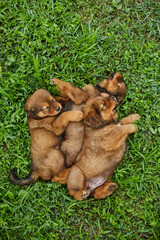 Little puppys Newfoundland, running around, playing in the summer park on green grass outdoor..