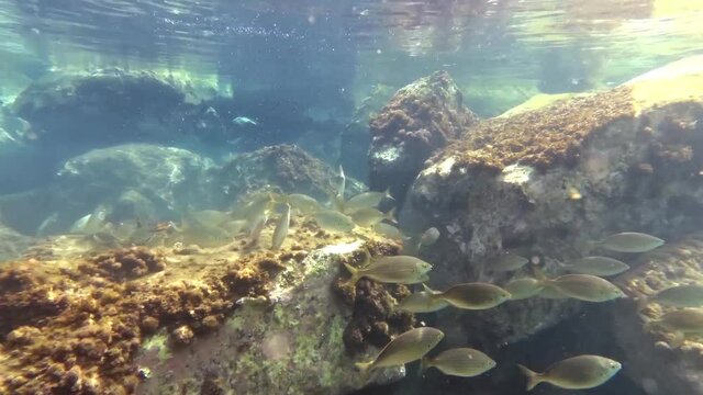 Branco di pesci sarpa - salpa tra gli scogli del mar mediterraneo in Sicilia