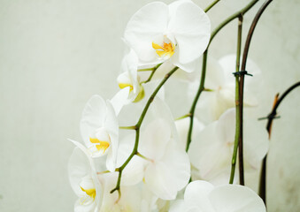Fototapeta na wymiar white orchids on a white background. top view . place for text