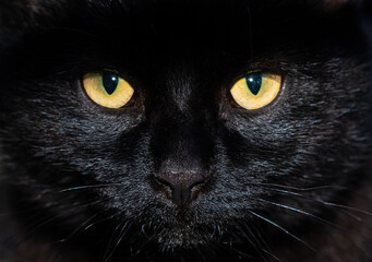 Closeup of black cat with yellow eyes 