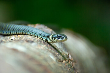 A grass snake lying on a tree trunk
