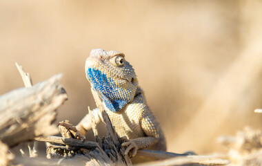 Agama Savigny sits on a withered branch in the wild on a bright sunny day