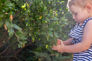 A little cute girl picks a ripe pomegranate fruit from a branch.
