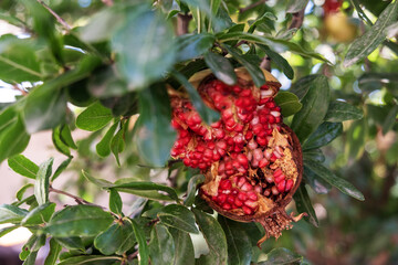 A pomegranate fruit burst on a pomegranate branch, a pomegranate grain is visible, close-up.