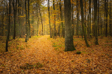 Path through the autumn dark orange forest