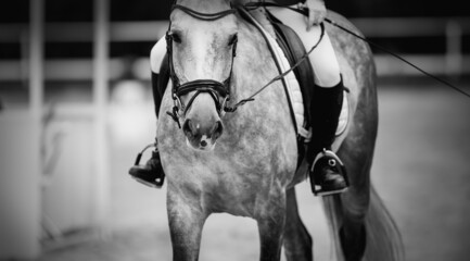 Fototapeta na wymiar Equestrian sport. Dressage of horses in the arena.