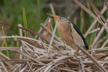 Black-crowned Night Heron (Nycticorax) perched on dry canegrass mounds close