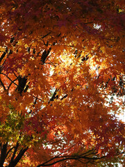 美星町竜王山公園の紅葉