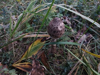 mushrooms in the autumn forest