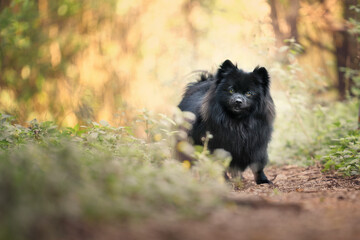 Obraz premium German spitz black dog in forest