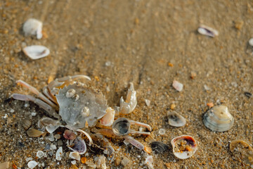 crab on a sandy beach. inhabitants of the sea