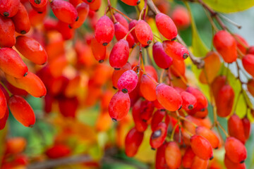 Red Berberis vulgaris Fruits on branch in autumn garden, close up, macro. Red Ripe  European barberry berries ready for harvesting.