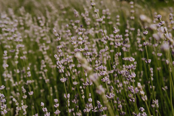 Fototapeta premium lavender field provence