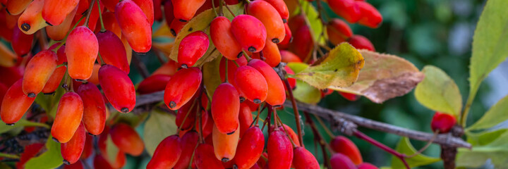 Red Berberis vulgaris Fruits on branch in autumn garden, close up, macro. Red Ripe  European...