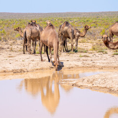 A camel in the wild drinks water from a reservoir in a hot desert