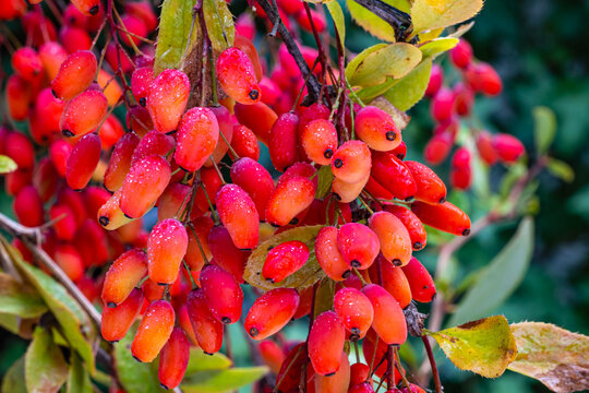 Red Berberis vulgaris Fruits on branch in autumn garden, close up, macro. Red Ripe  European barberry berries ready for harvesting.