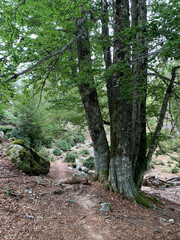 Arbres troncs GR20 corse dans la forêt