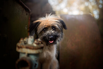 Cute portrait of a dog closeup in industrial environment