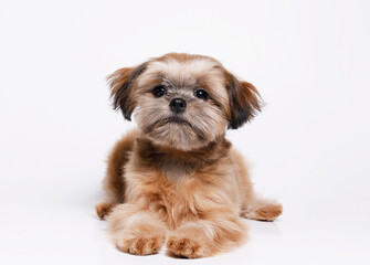 Portrait of cute puppy Shih tzu. Little smiling dog on white background. Free space for text.